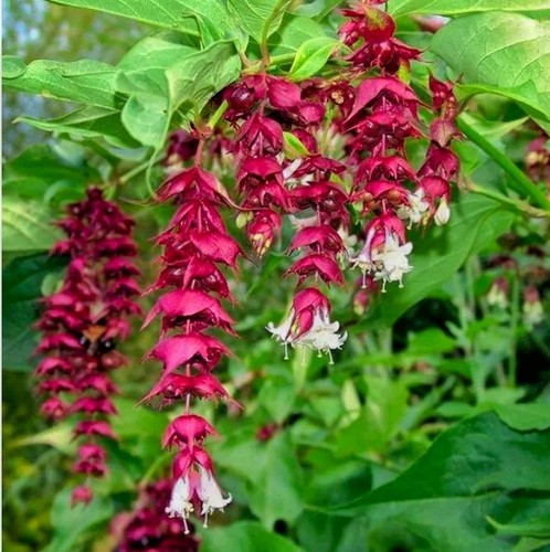 Leycesteria formosa young - formosa,