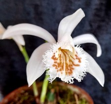 1x Pleione Glacier Peak Orchid FS Bulb Spring Flowering XL