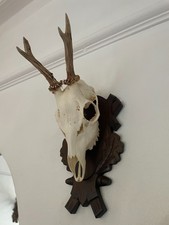 Real Roe Deer Antlers on its top half of skull  414 Real Taxidermy mounted