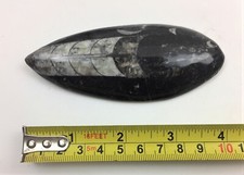 Orthoceras 10cm - ~, (4