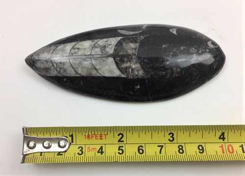 Orthoceras 10cm - orthoceras, inch)