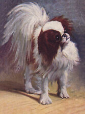 JAPANESE CHIN CHARMING DOG GREETINGS NOTE CARD BEAUTIFUL RED WHITE STANDING DOG