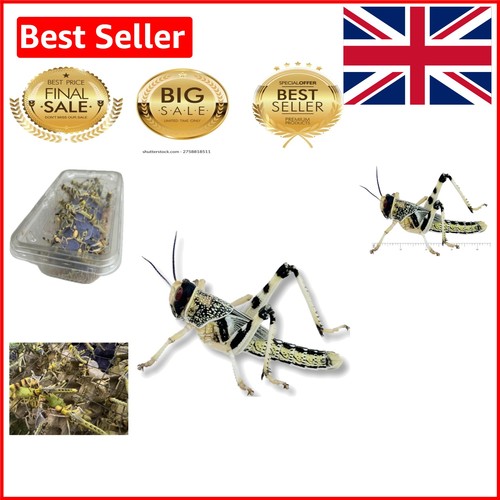 Extra large live - 25, locusts
