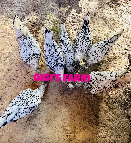 Rare spitz silver spangled - rare,
