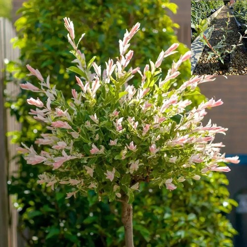 Salix flamingo willow tree - flamingo,