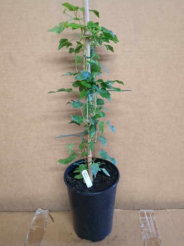Evergreen winter flowering - evergreen,