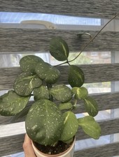 Hoya Obovata Variegata Rooted