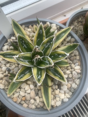 Agave victoriae reginae - victoriae-reginae, cv