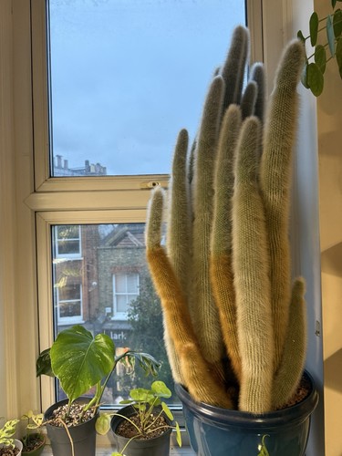 Large old potted - , torch