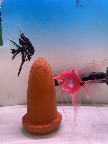 Proven breeding pair