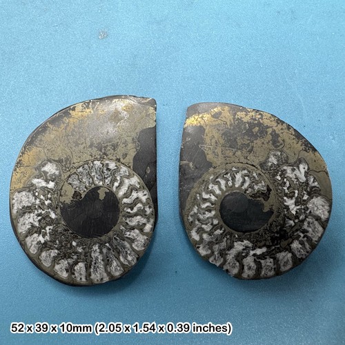Pyrite ammonite cut and - pyrite,