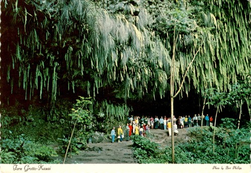Fern grotto kauai wailua - fern,