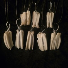 Authentic Goat Teeth Large