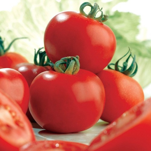 Ailsa craig tomato - 15,