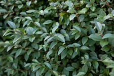 Privet organically grown - -organically,