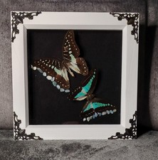 Real  Framed Taxidermy