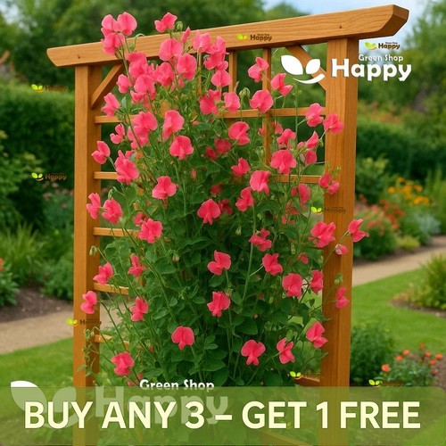 Sweet pea watermelon 20 - sweet,