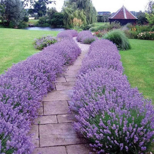 English lavender hidcote - 6x,