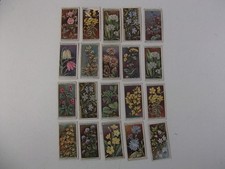 Card-Wills WILD FLOWERS