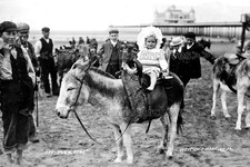 eyy-76 Donkeys On The Sands