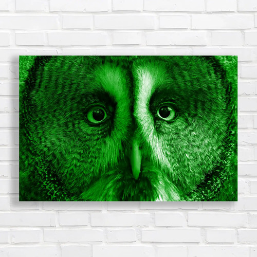 Captivating owl close - captivating,