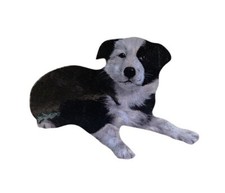 Border Collie Puppy Magnet -