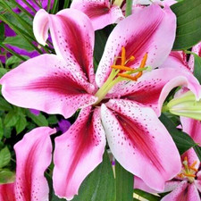 3 x LILIUM Jay bird - Oriental