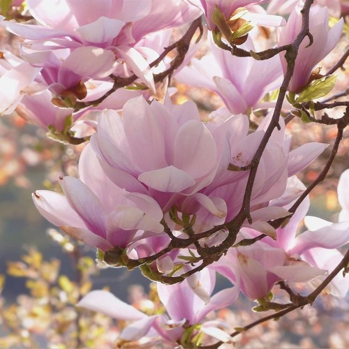 Magnolia george henry kern - george,