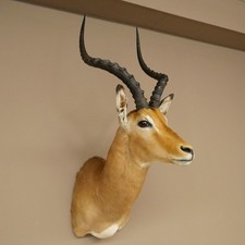 Impala Antelope Horn Length 54