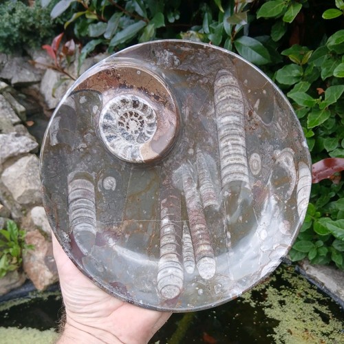 Polished marble goniatite - polished,