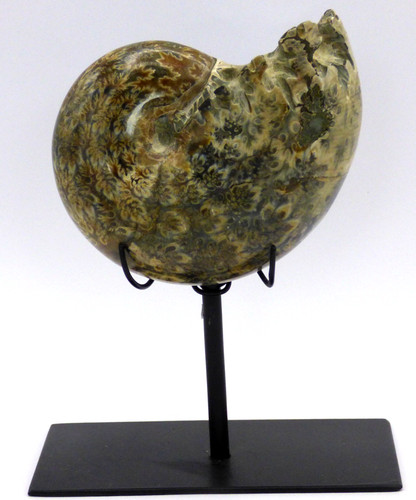 Cretaceous phylloceras - cretaceous,