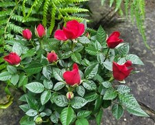 Rosa Red Dolc'Amore Rose 9cm