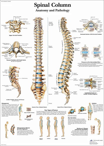 Anatomical spinal column - anatomical,