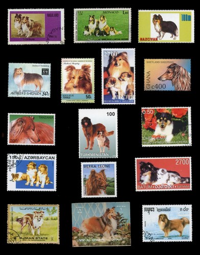 Shetland sheepdog sheltie dog - shetland,
