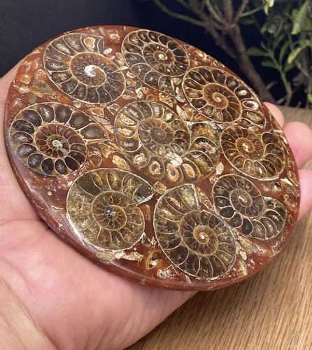 Large fossil disc with natural - large,