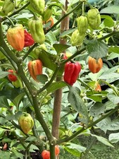 15 Fresh WHITE Naga Bhut Jolokia/Dorset Bangladeshi SUPER HOT FLAVOURSOME ?️
