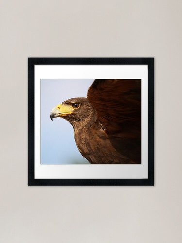 Harris hawk close - up,