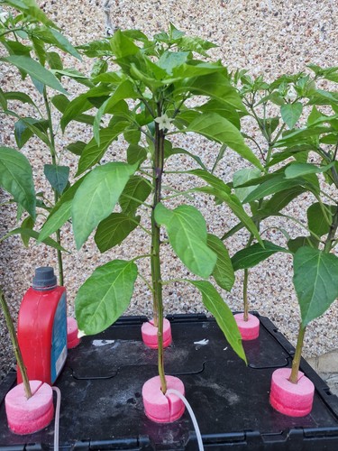Thai birds eye chilli - thai, plant