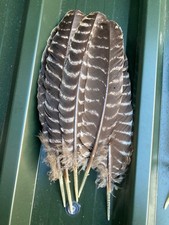 5 TURKEY AND 5 GOOSE FEATHERS