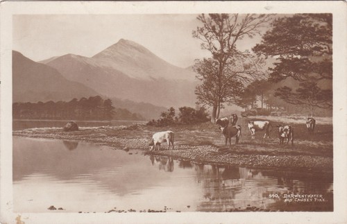Cattle derwentwater causey - cattle,,