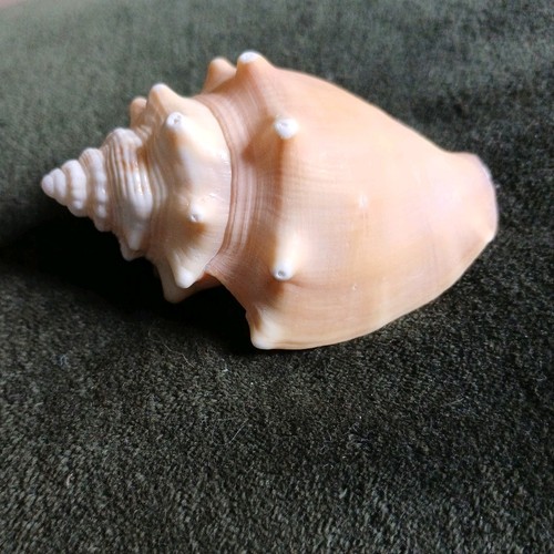 Strombus fighting conch shell - strombus,