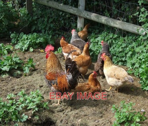Photo free range - , poultry