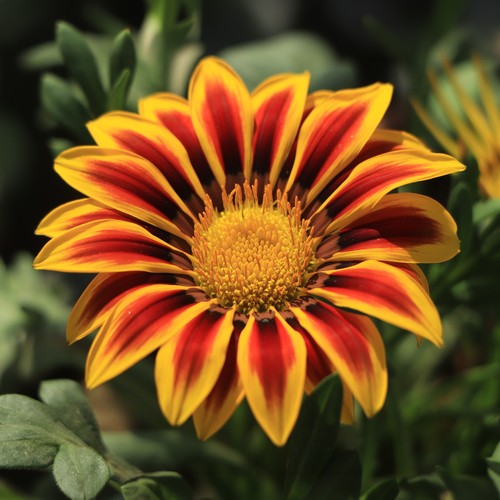 Gazania tiger stripe bold - gazania,
