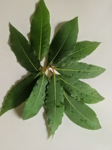 Fresh organic bay leaves - fresh, 10