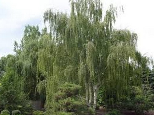 White birch tree seeds - birch,