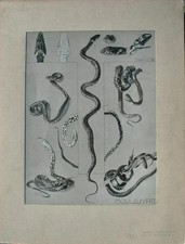 Mathurin Meheut: The Snake