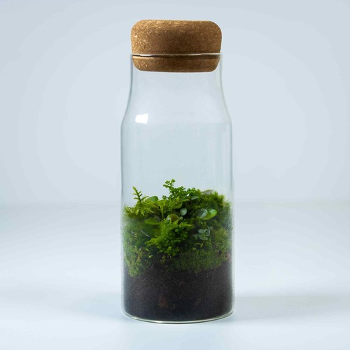 Bottled forest terrarium - bottled,