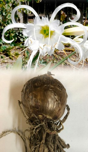 Hymenocallis festalis - 1-5,