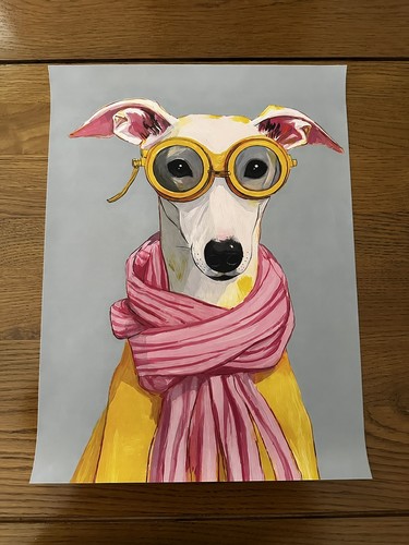 White whippet greyhound with - white,