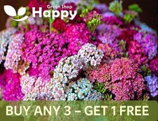 YARROW SUMMER PASTEL MIX -